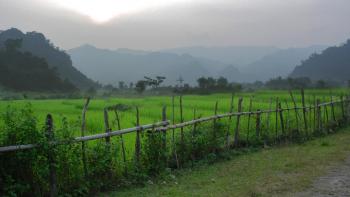 Rice Fields Laos